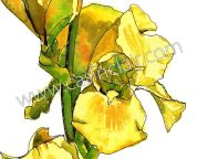 Triple Yellow Iris: Painting